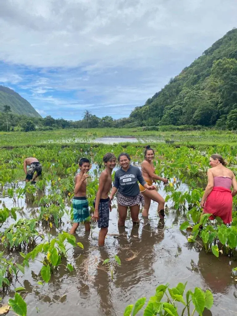 Keiki standing knee deep in a taro loi on a Big Island valley floor