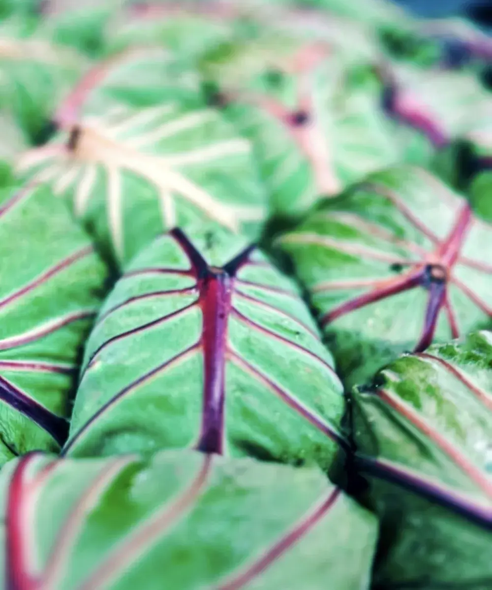 Fresh taro leaves from a Big Island farm, ready for lau lau